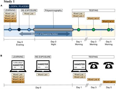 L-DOPA increases slow-wave sleep duration and selectively modulates memory persistence in older adults